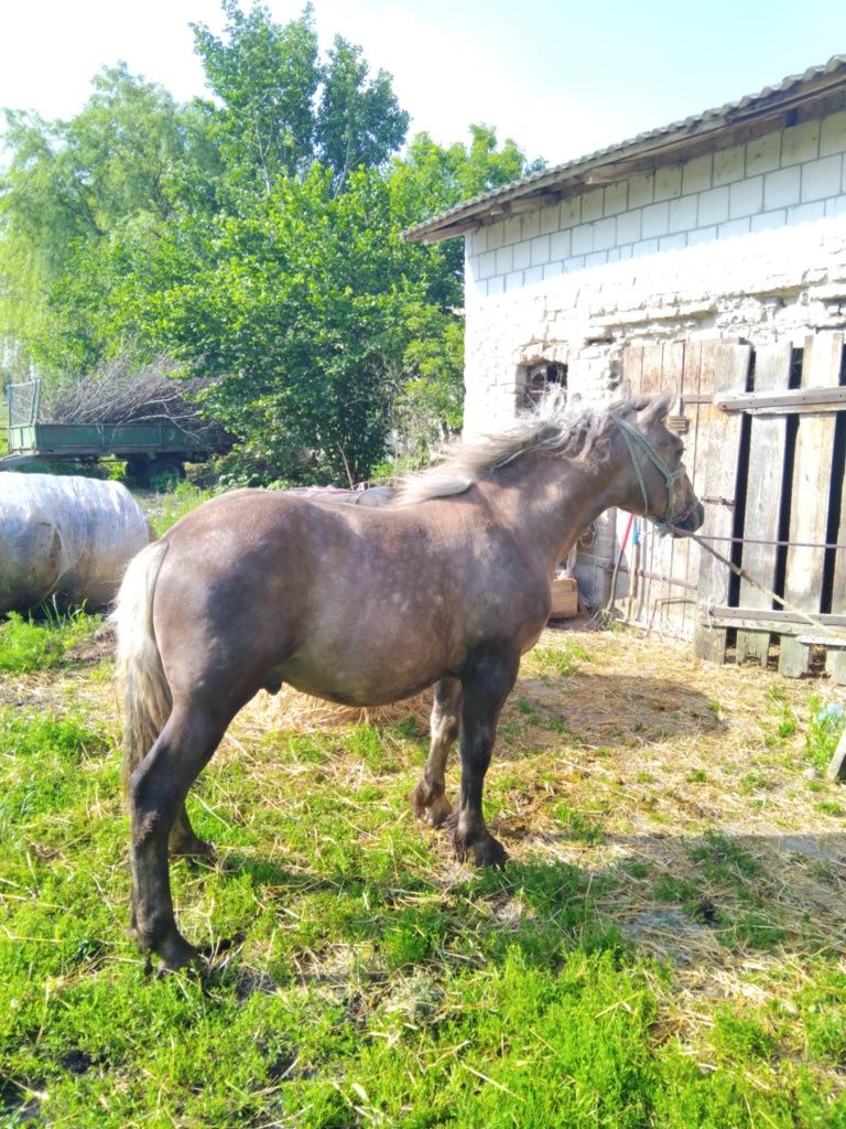 Sprzedam źrebaki zimnokrwiste