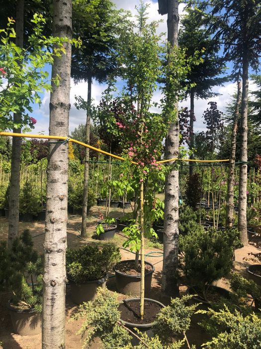 GŁÓG 'Paul's Scarlet' Wys ok. 250cm Donica 65l