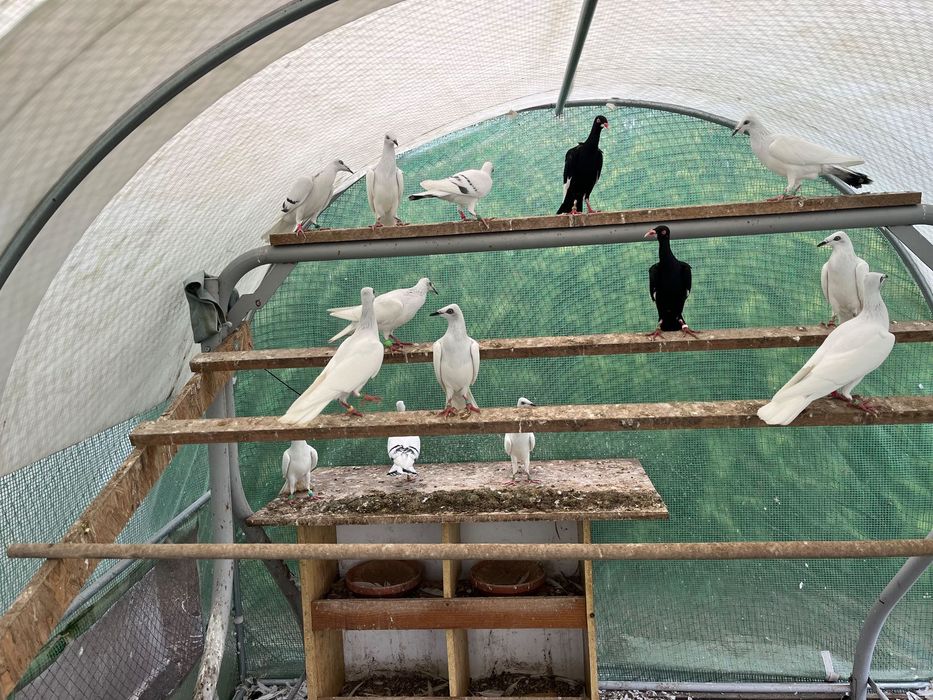 Srebrniaki bialoogony