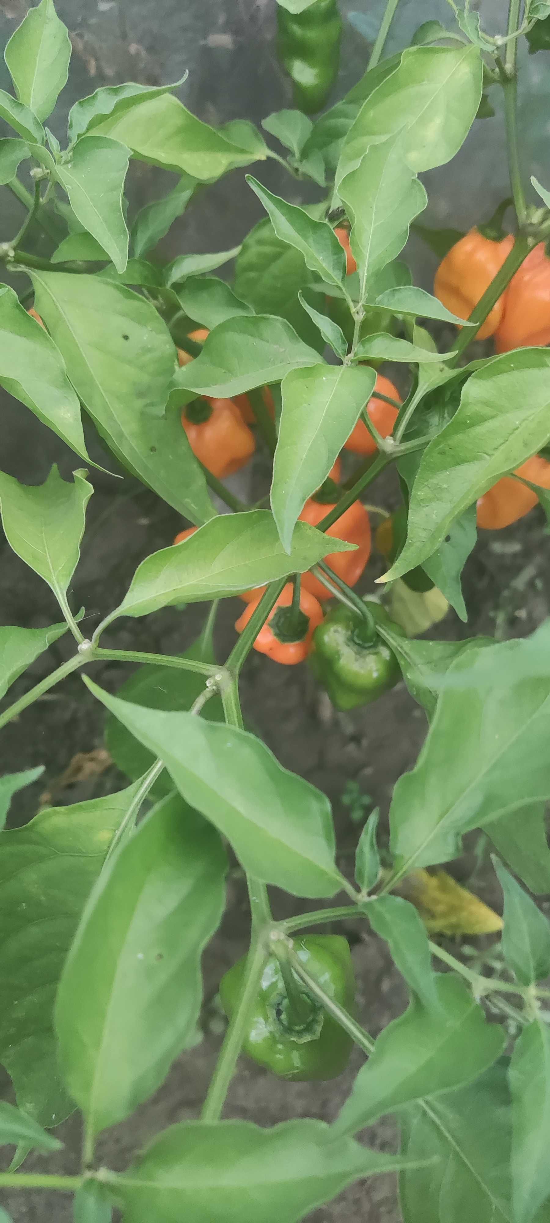 Продам насіння гострого перцю хабанеро