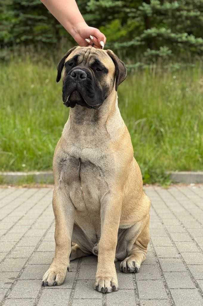 Bullmastiff szczenię FCI ZKwP
