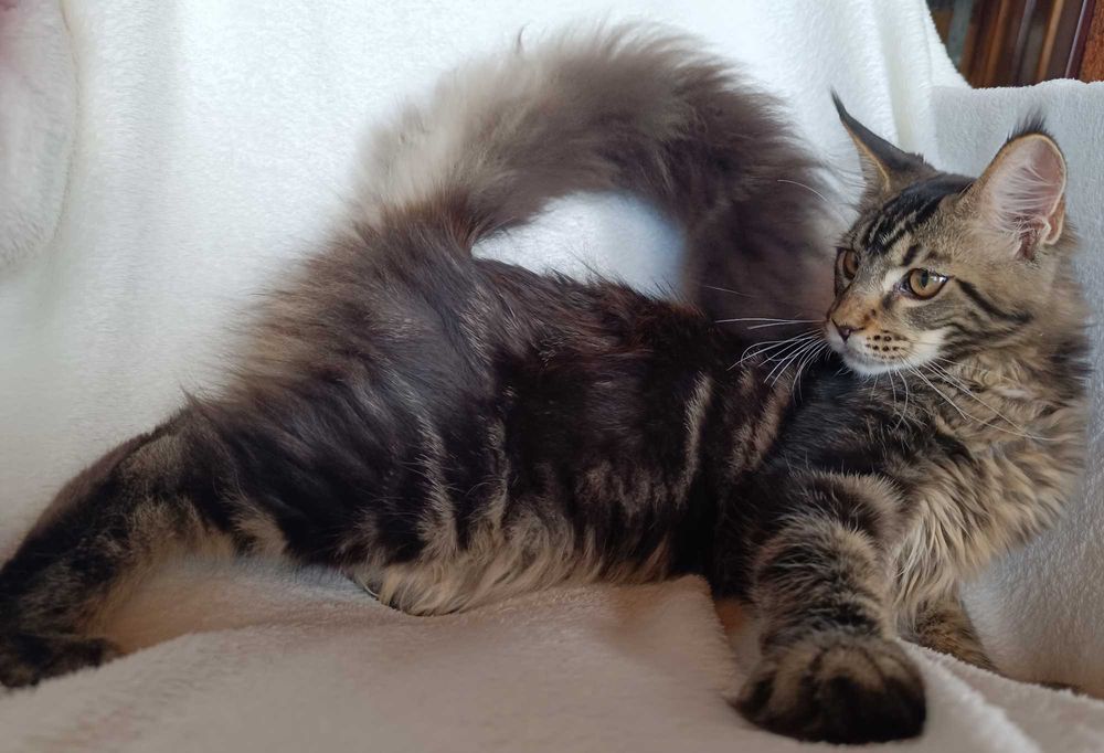 Benji Kocurek Maine Coon Czarny Klasycznie Pręgowany