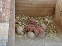 Vendo rosicollis