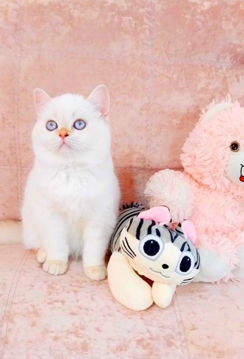 Біленьке плюшеве ведмежатко Дівчинка очаровашка