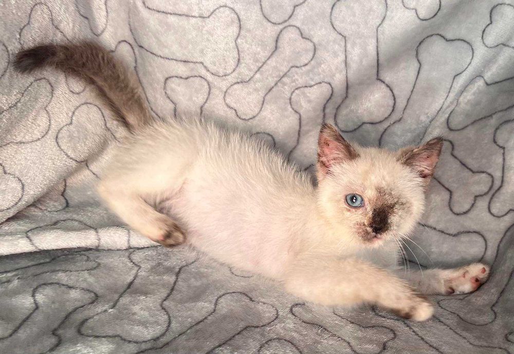 Особлива дівчинка шукає саму люблячу маму!