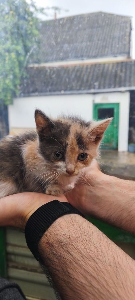 Кошенята в добрі руки
