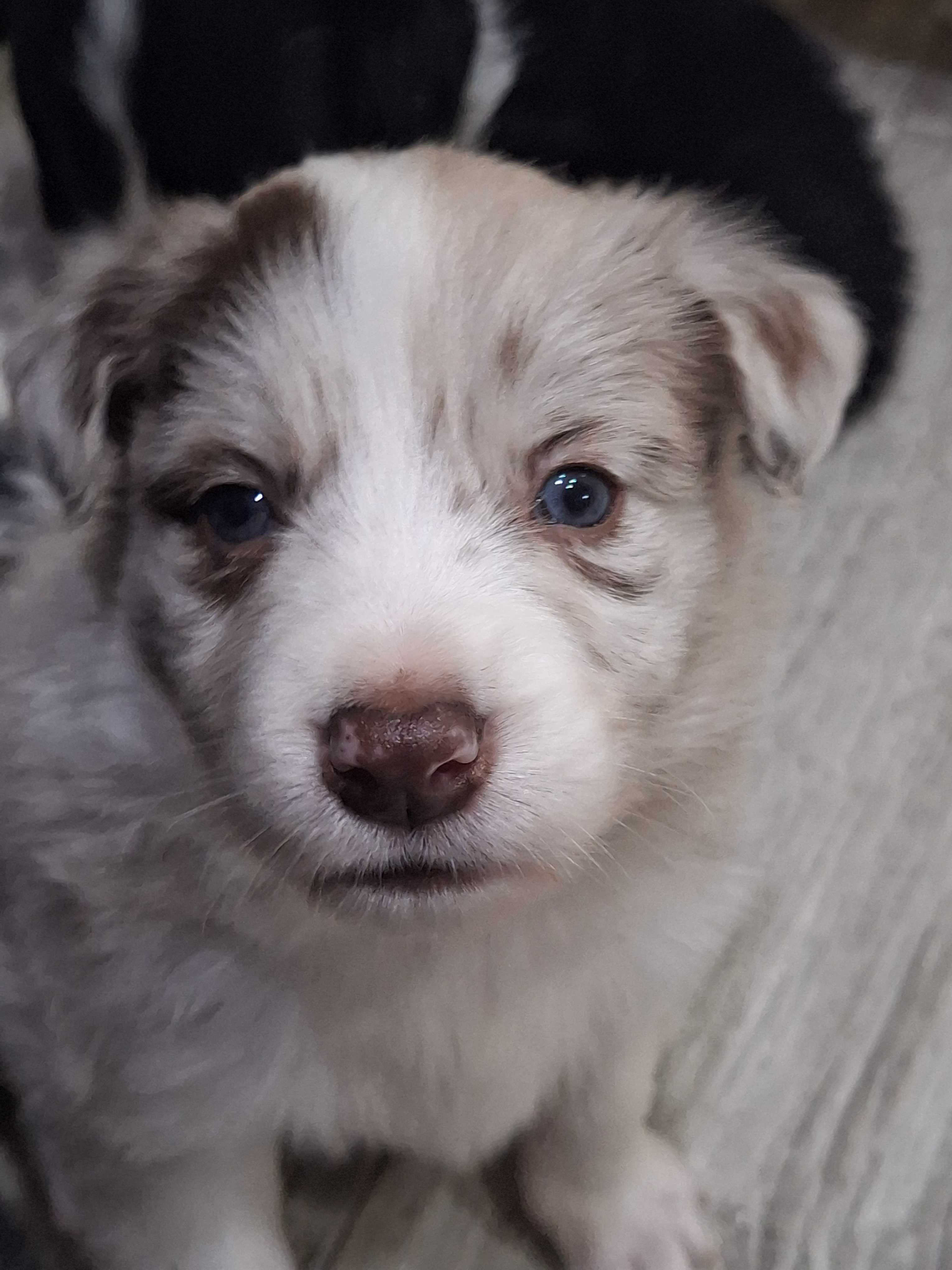 Piesek Border Collie Red Merle