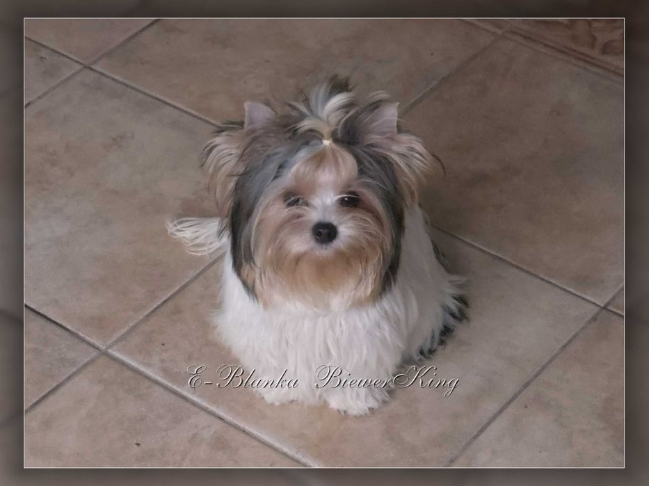 York Biewer Yorkshire Terrier
