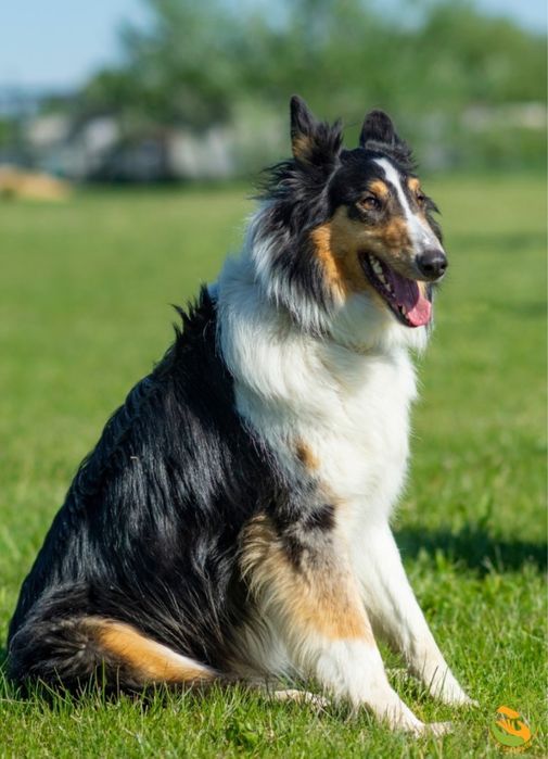 Max owczarek szkocki do adopcji