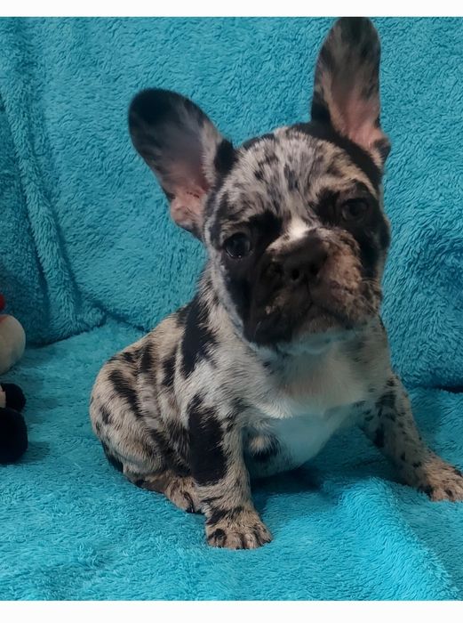 Хлопчики й дівчатка ,французики