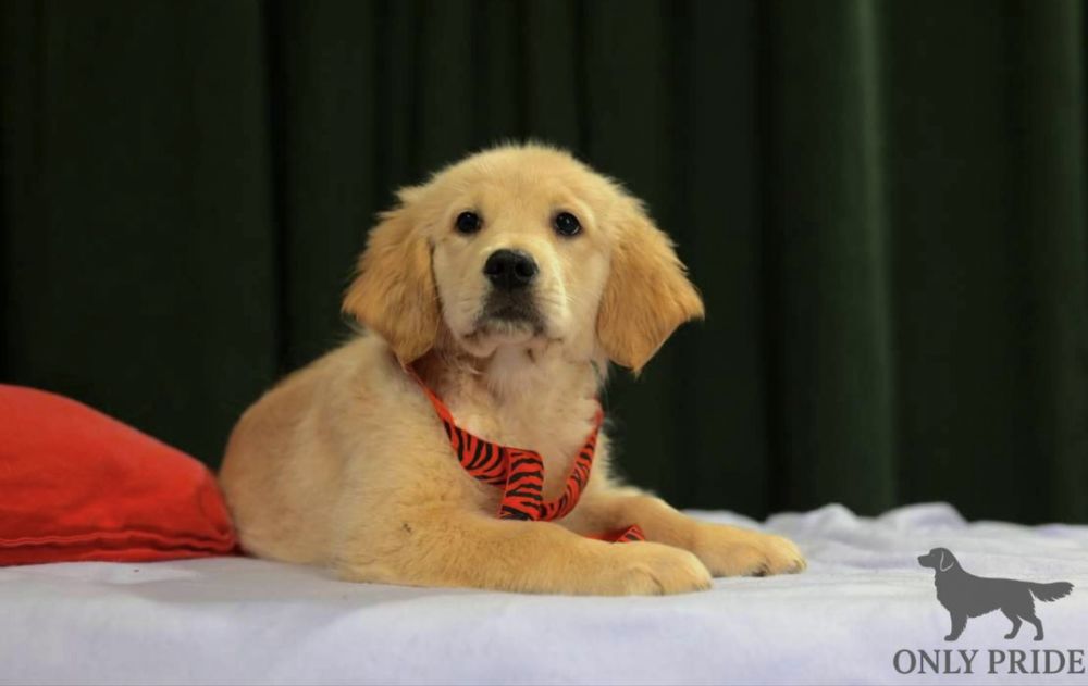 Руденькі золотисті ретривери