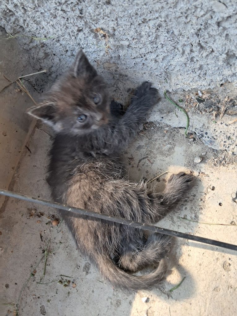 Кошенята безкоштовно