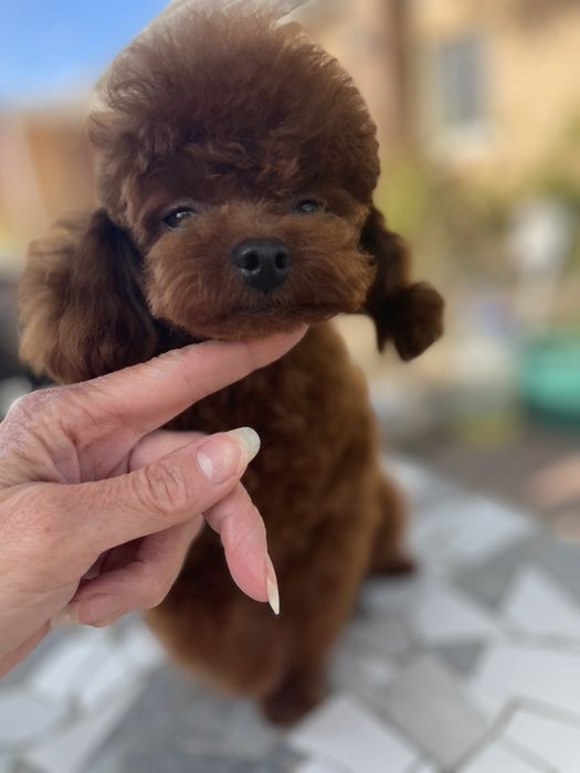 Хлопчик для в'язок! 1,7 кг!