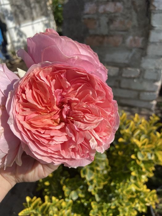 РОЗЫ английские; плетистые и парковые: Пьер де ронсар и Ред Леонардо