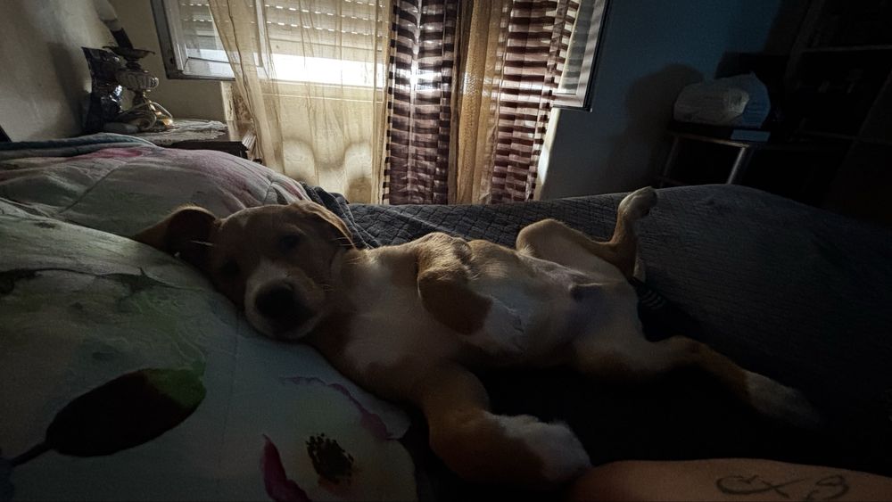 Cão para adoção com 3 meses