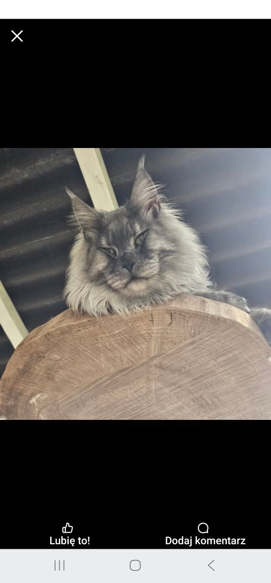 Maine Coon NS Kocur