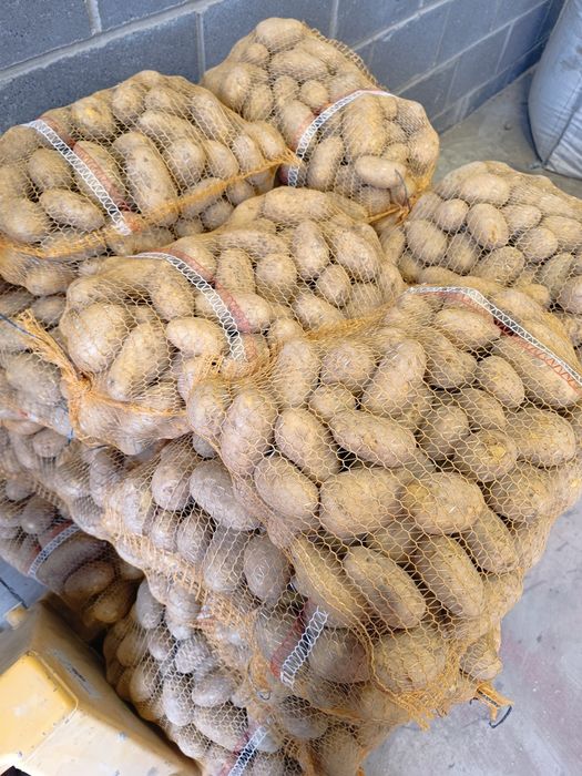 Ziemniaki jadalne Queen Anna