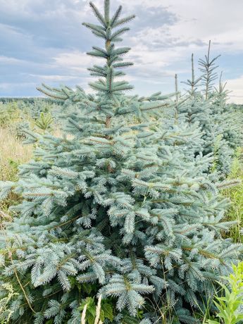 Choinki, świerk srebrny z plantacji