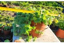 Planta suculenta