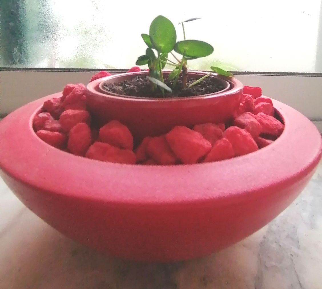 Pilea peperomioides variegata | Planta Chinesa do Dinheiro