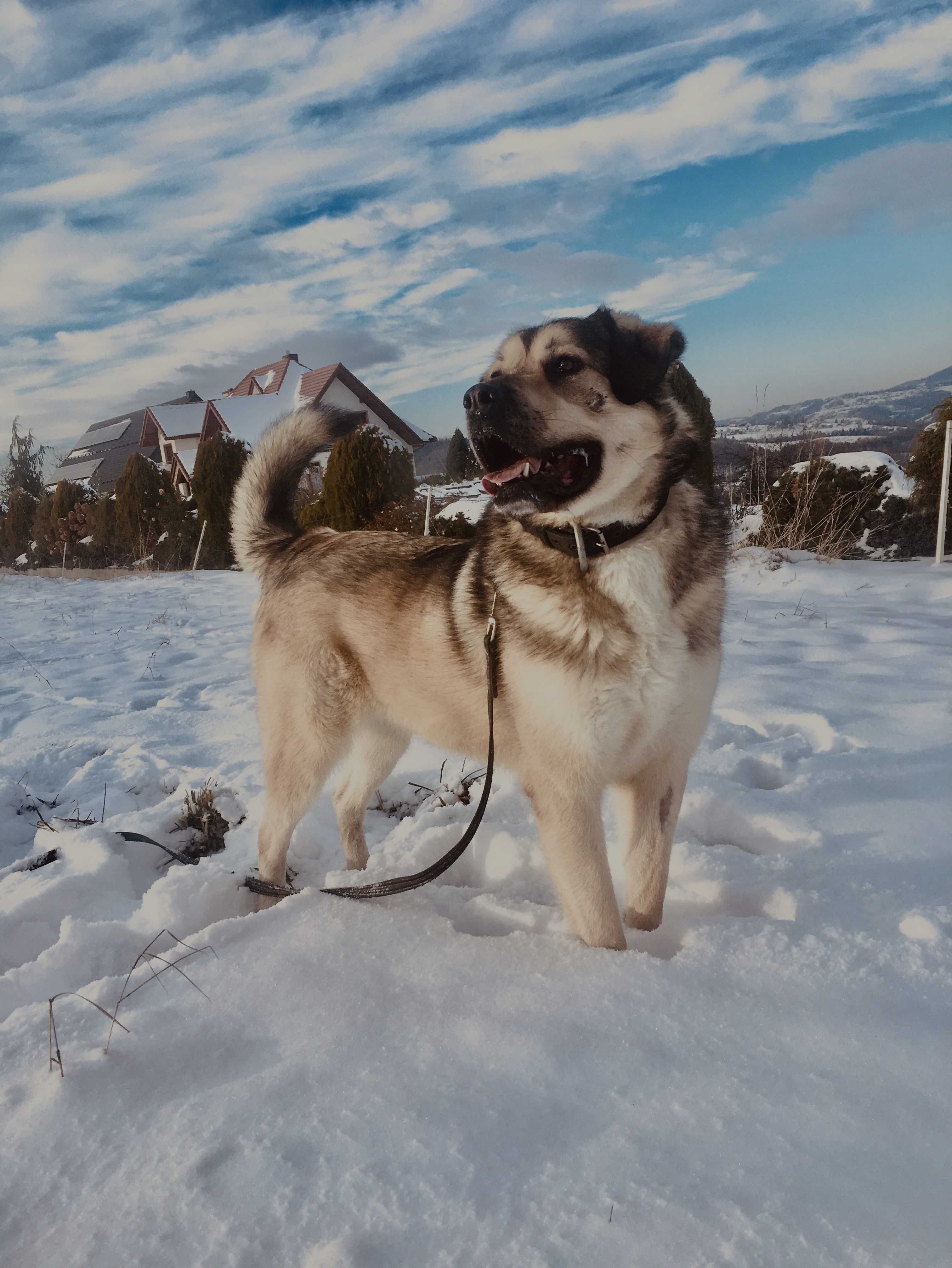 HOTEL DLA PSÓW/DOMOWY HOTELIK/Opiekun dla psa/dogsitter