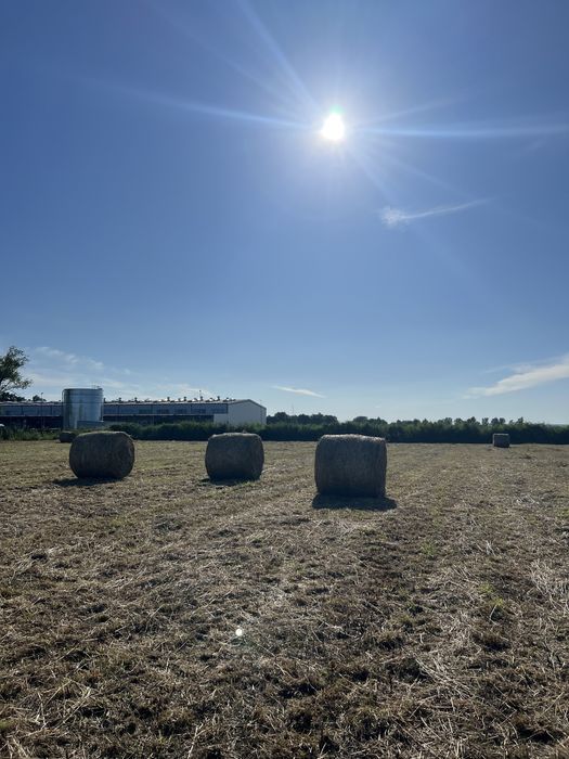 siano baloty 120 siano dla koni sloma