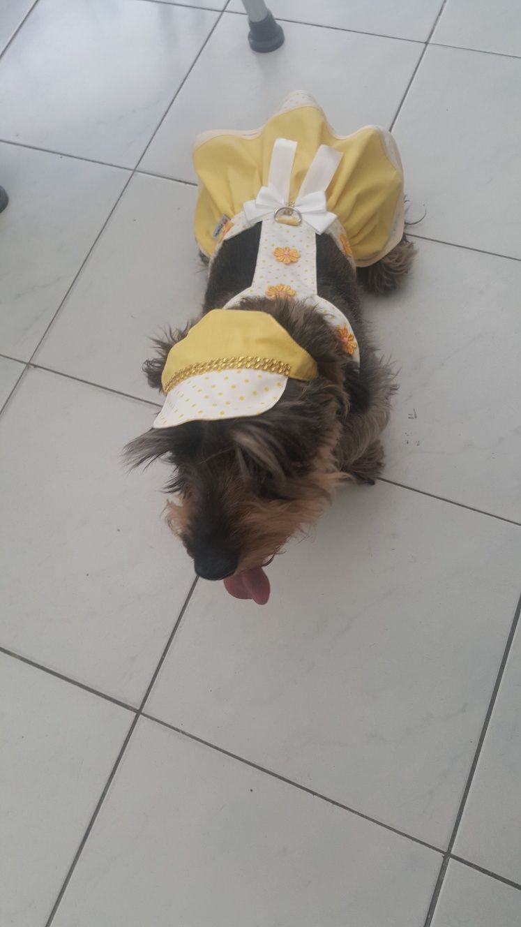 Roupinha para cão médio verão, girissima!