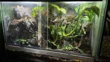 Terrarium+ samica coleonyx mitratus