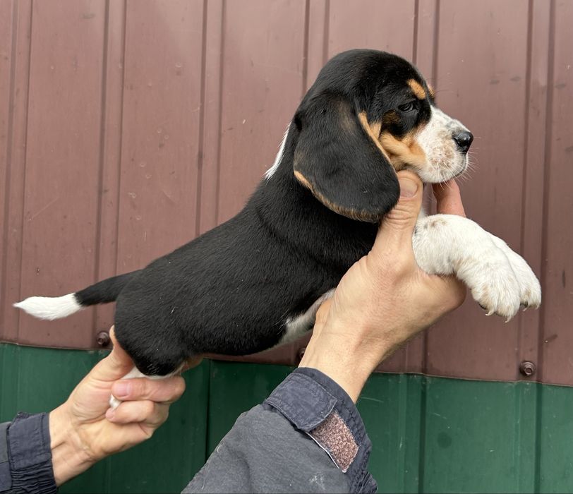 Цуценята породи Бігль