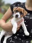 Suczka gładkowłosa ZKwP FCI Jack Russell Terrier
