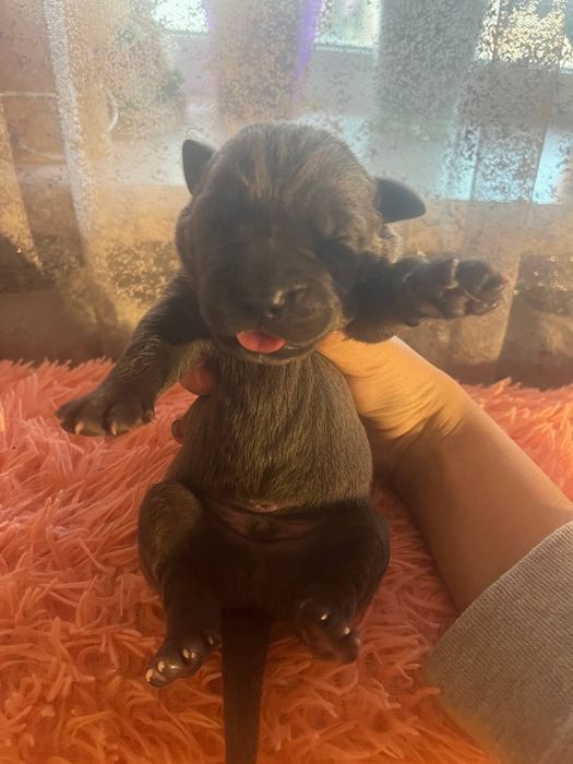 Бронювання цуценят кане-корсо