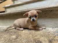 Krótkowłosy  Chihuahua szczeniak piesek , Śląsk