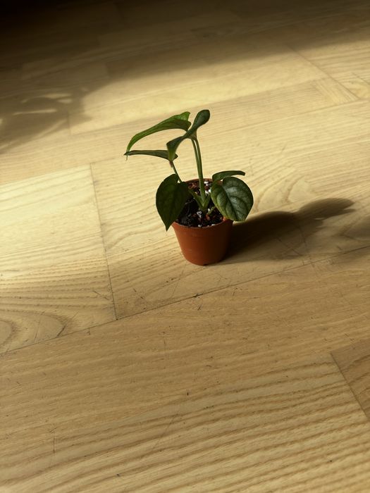 Monstera siltecepana