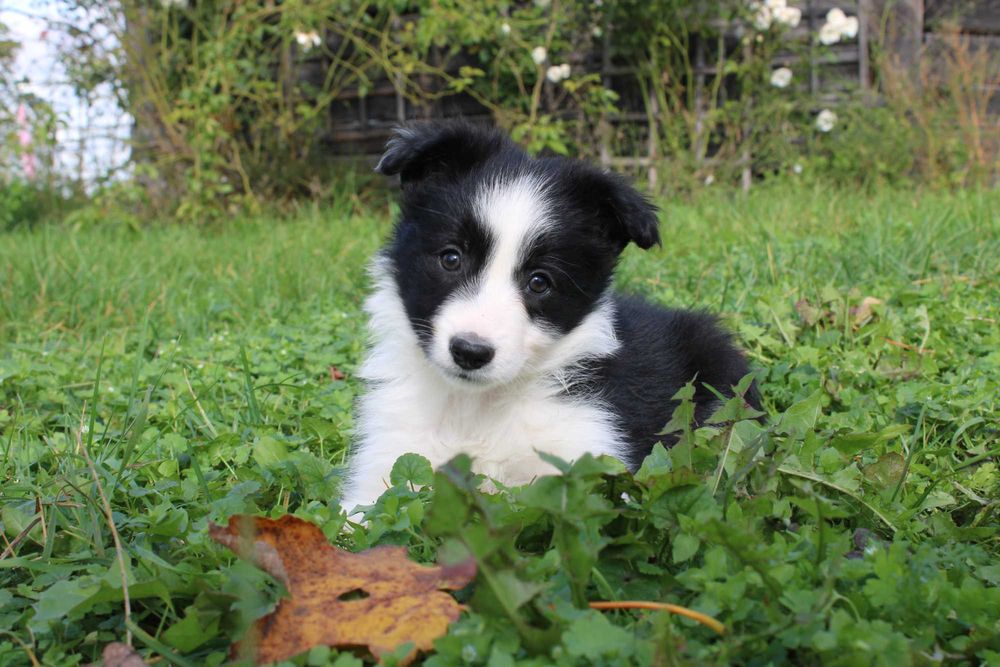 Border Collie suczka czarno biała
