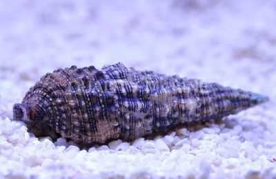 Akwarium morskie - Cerithium Caeruleum