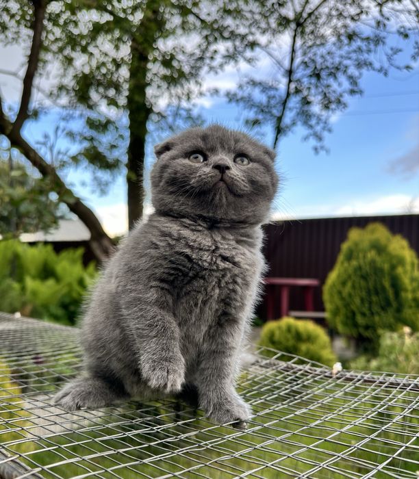 Котик  чистокровний британець