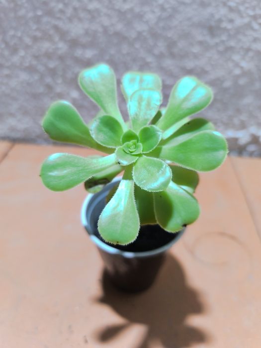 Suculentas em vaso 2