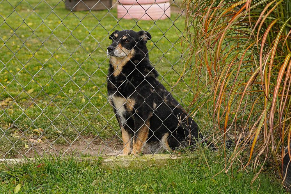 Uratuj idealnego, cudownego psa z zimnego boksu