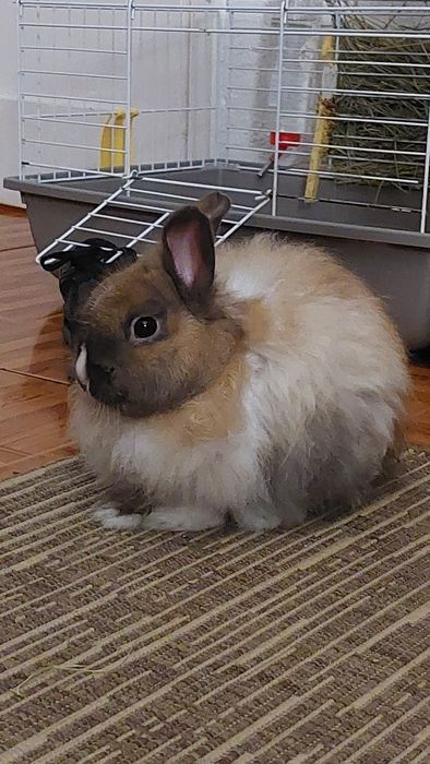 Coelho Angorá Anão