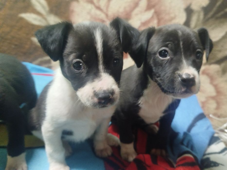 Цуценята піт буля