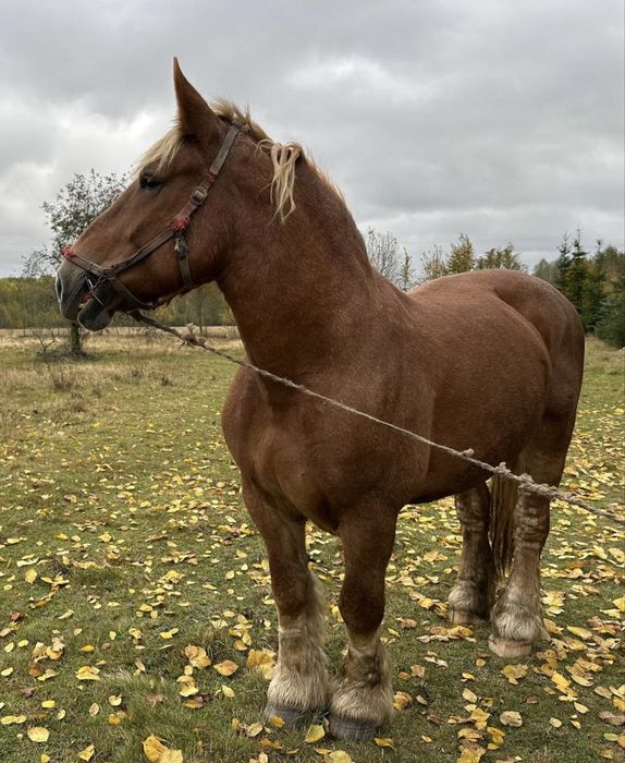 Sprzedam klacz kasztankę