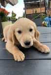 Amber złota sunia golden retriever