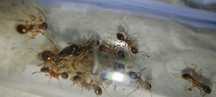Myrmica sp q + 10w