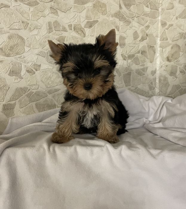 Стандарт з модочкою бебі фейс