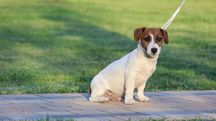 Fajny piesek/szczenię Jack Russell Terrier ZKwP FCI/badania genetyczne