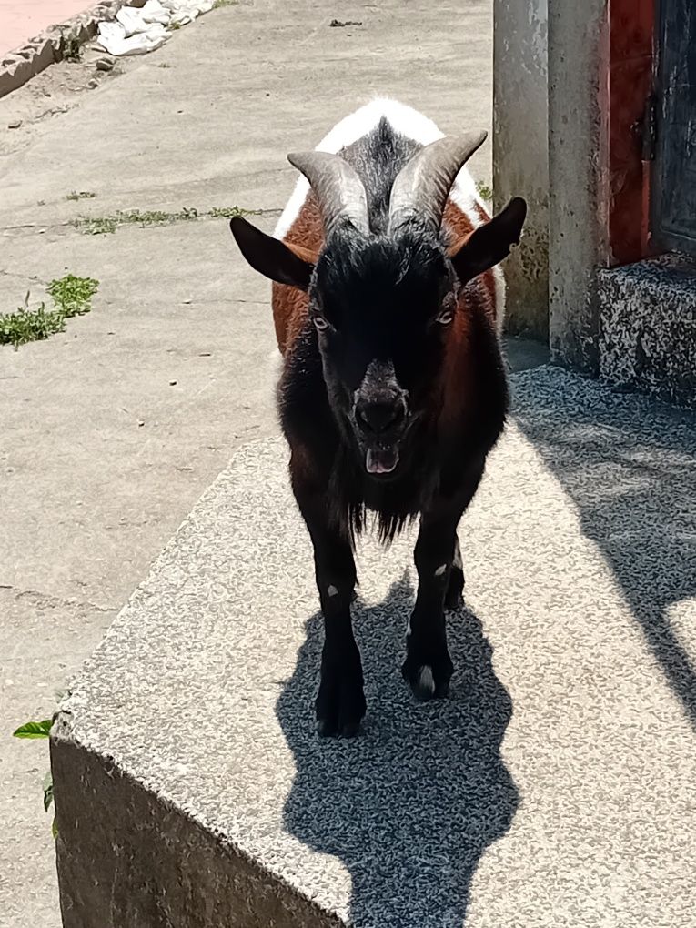 Cabrito anã para venda