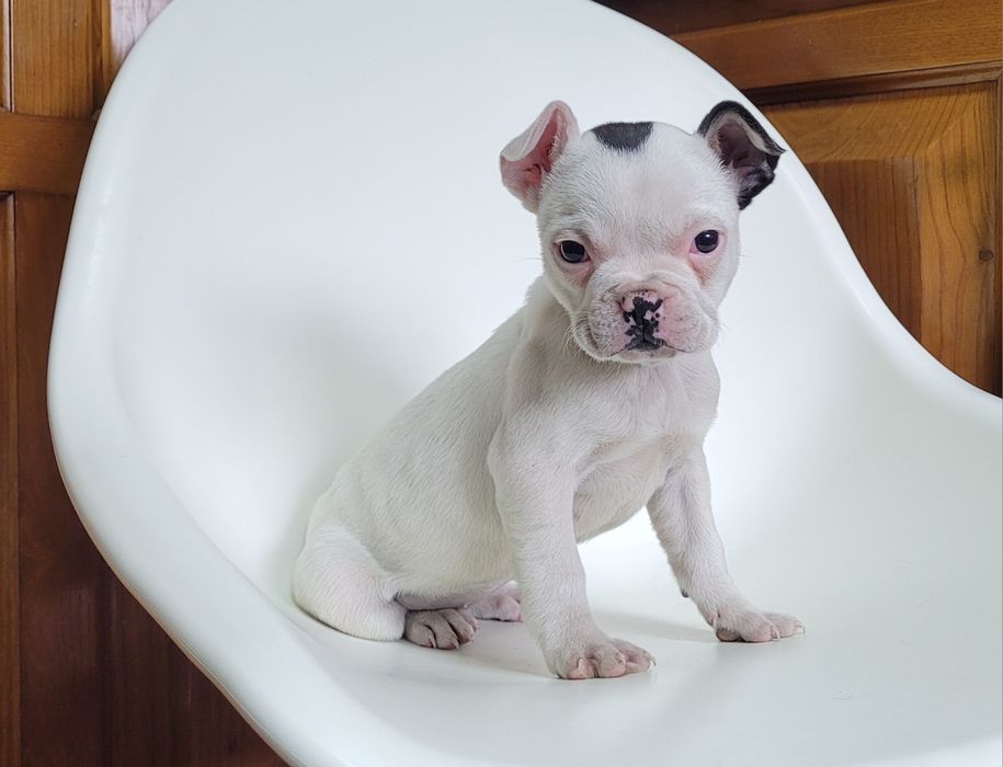 Bulldog femea bebé
