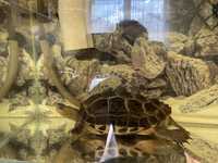 Żółw chiński wodno-lądowy