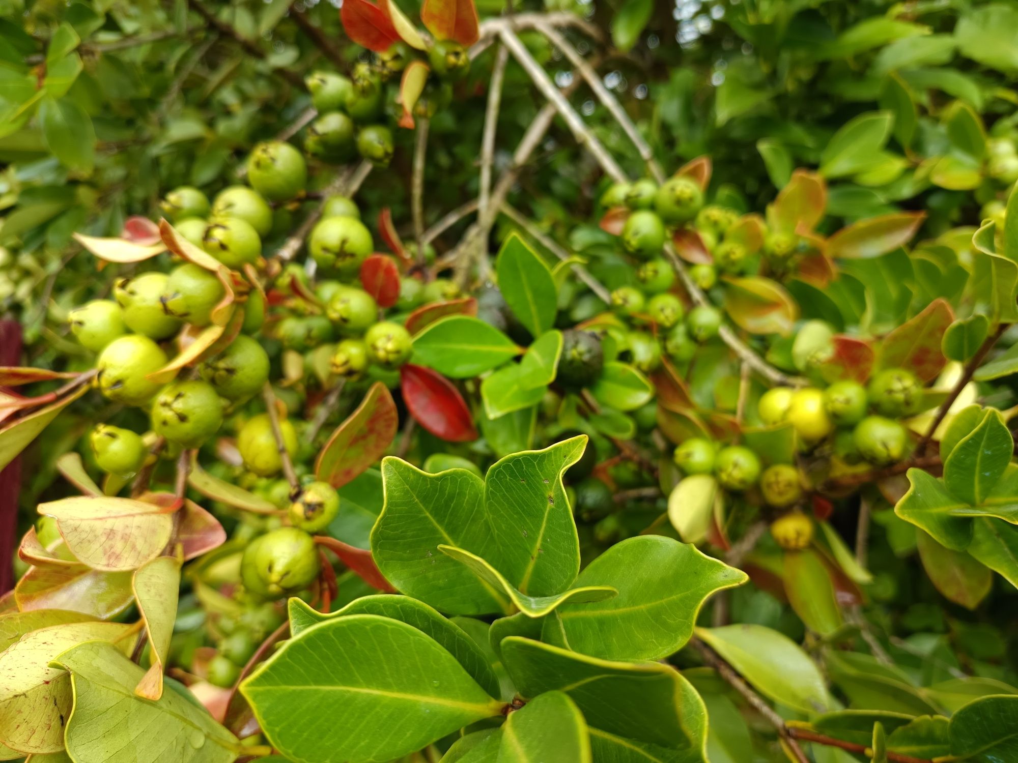Araçás de cor amarela e vermelha