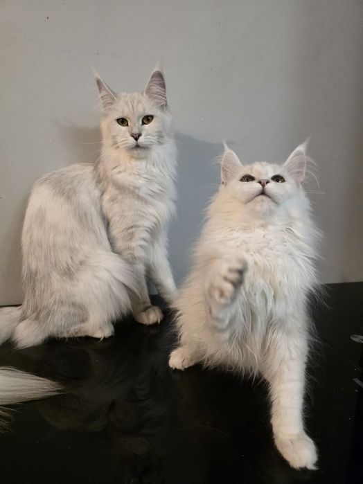 Hodowla kotów Maine Coon Kocia Farna